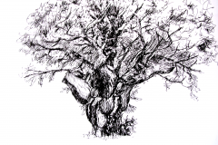 Drzewo - Jersey, 2010, 15x21, tusz na papierze